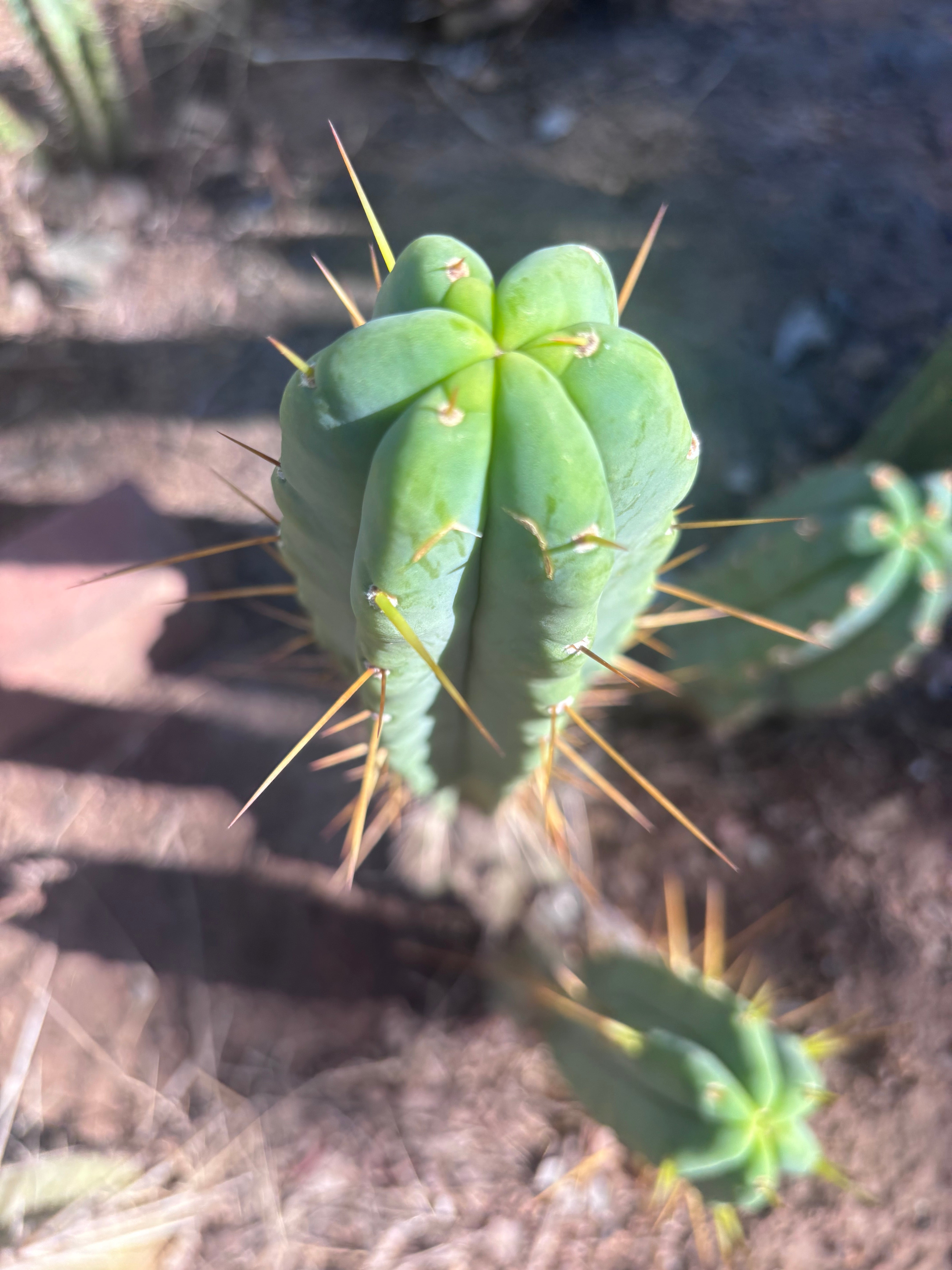 👑🌶️🌶️ Eileen — 15” Pup