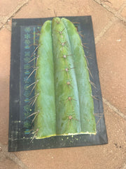 💎👑🌶️ CGG — 13” *MEGA* Tip