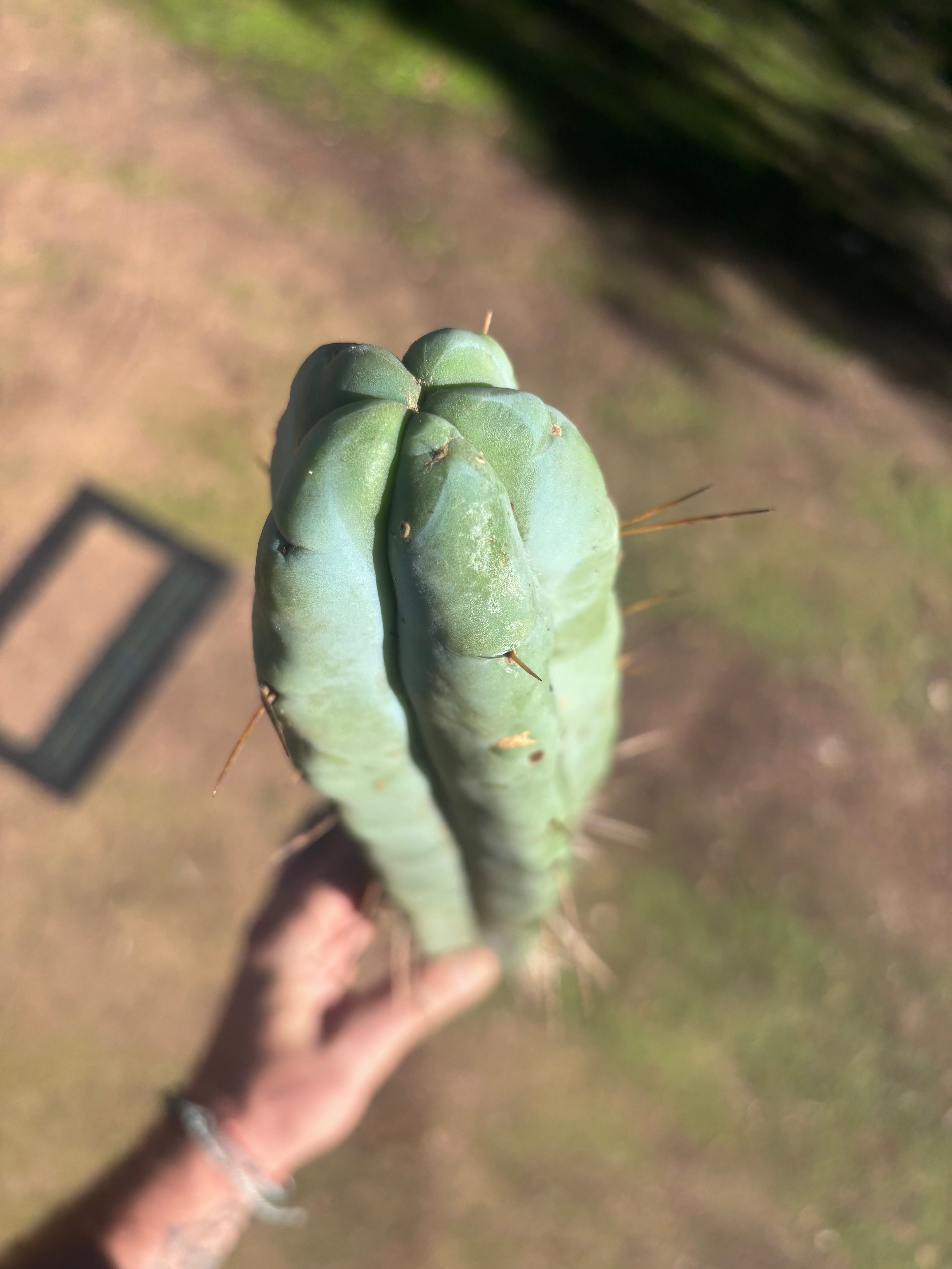 👑🌶️ Hammer2 — XXL 20” Tip