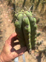 💎💎🌶️🌶️ NOM — 9” Tip, Throwing Roots