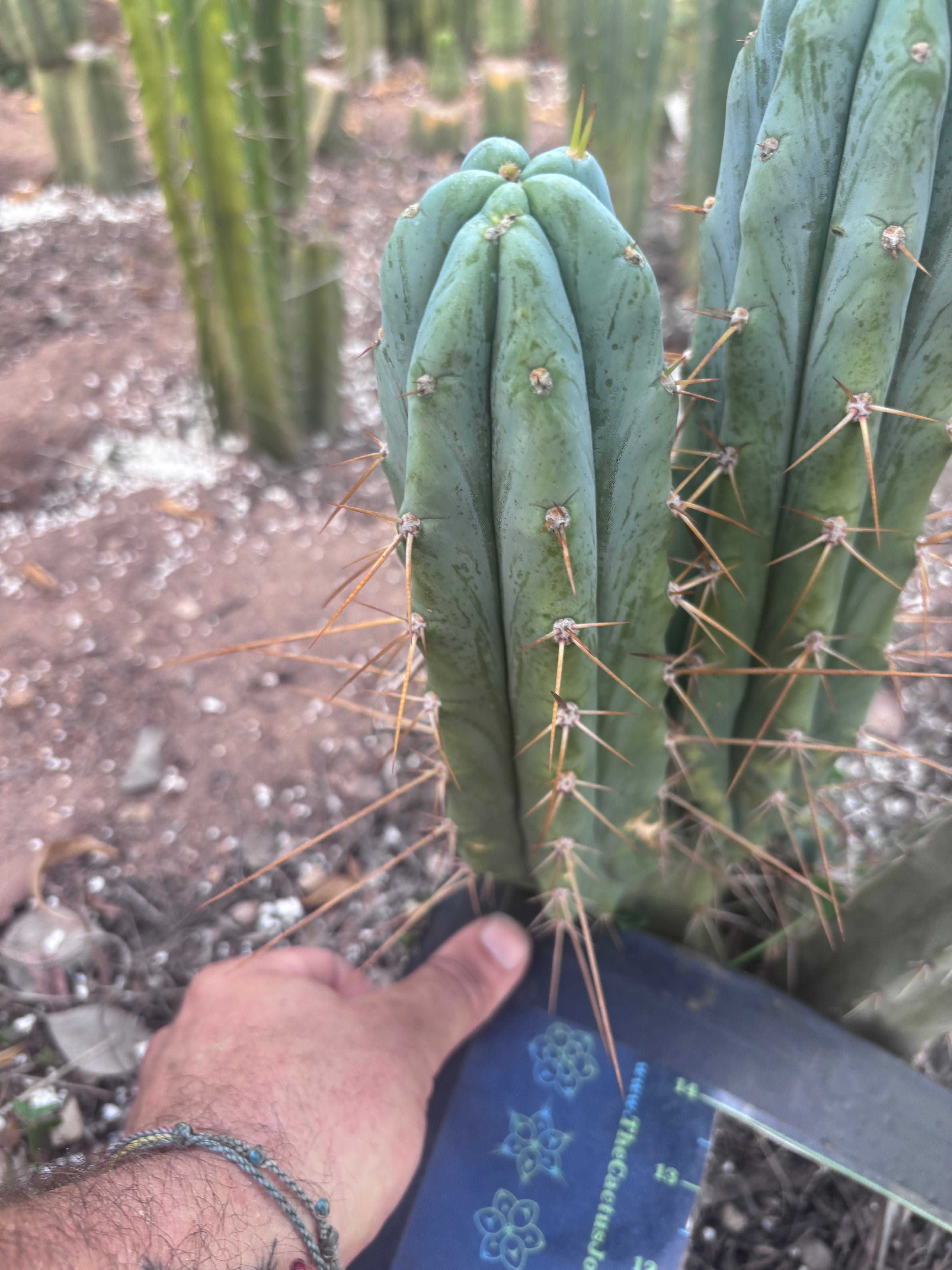 👑🌶️ S.S. Achuma — 10.5” Pup