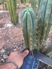 👑🌶️ S.S. Achuma — 10.5” Pup