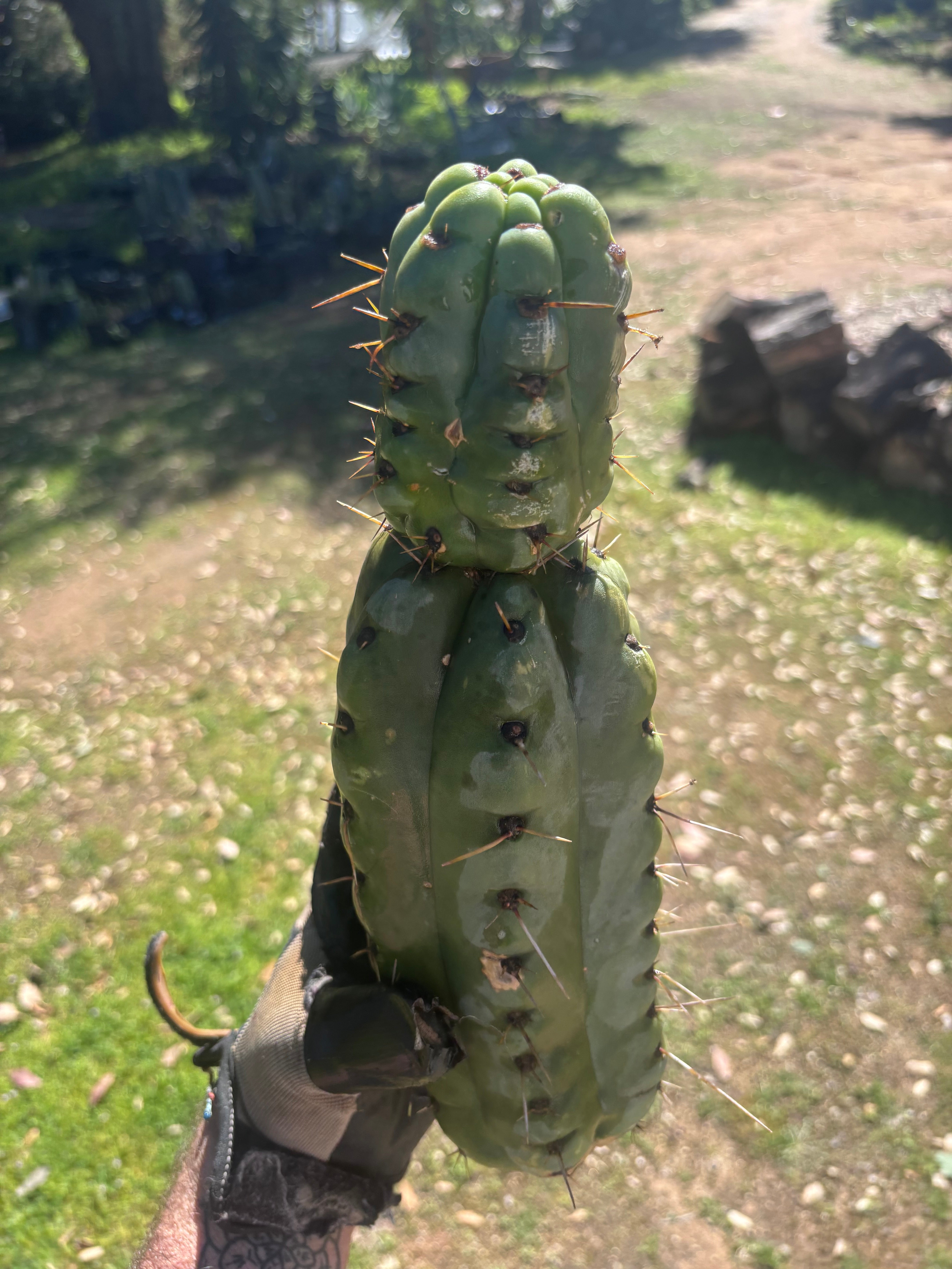 💎🌶️🌶️ NOM — Beefy 13” Stacker Pup