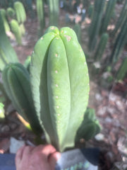 👑🌶️ Scop A — XL 14” Tip