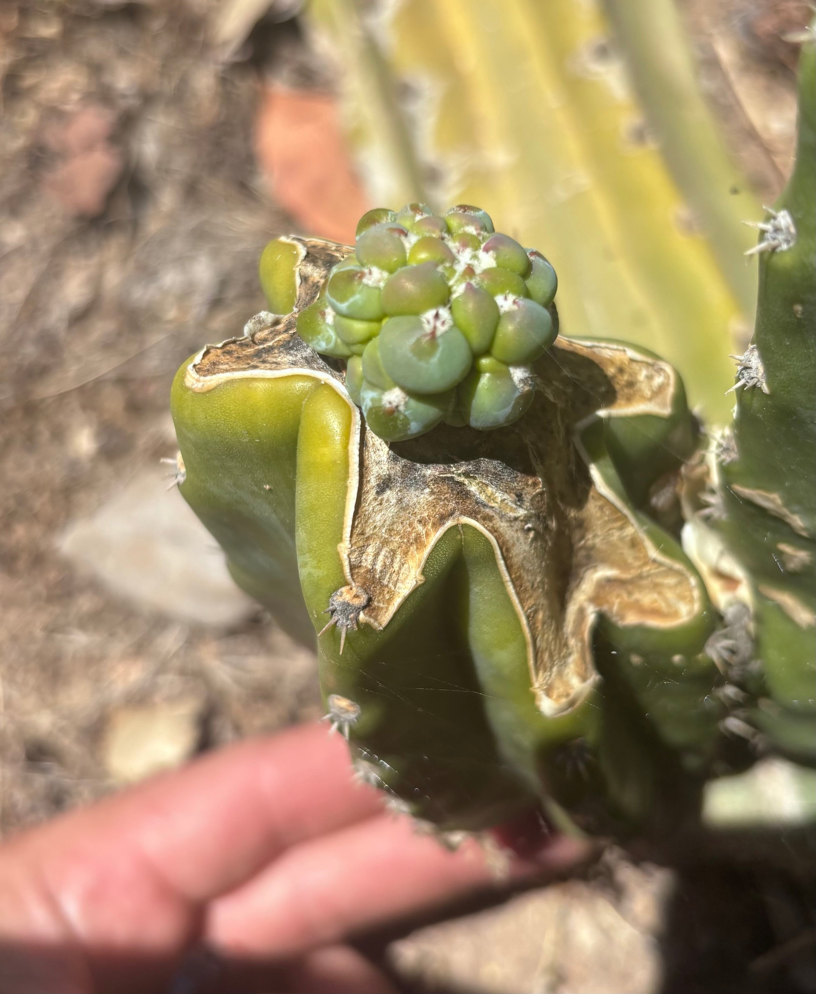 👑💎 The Weekly Glorp Graft