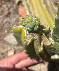 👑💎 The Weekly Glorp Graft