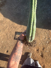 👑🌶️ Ventucky Blue — Fully Rooted 14” Tip