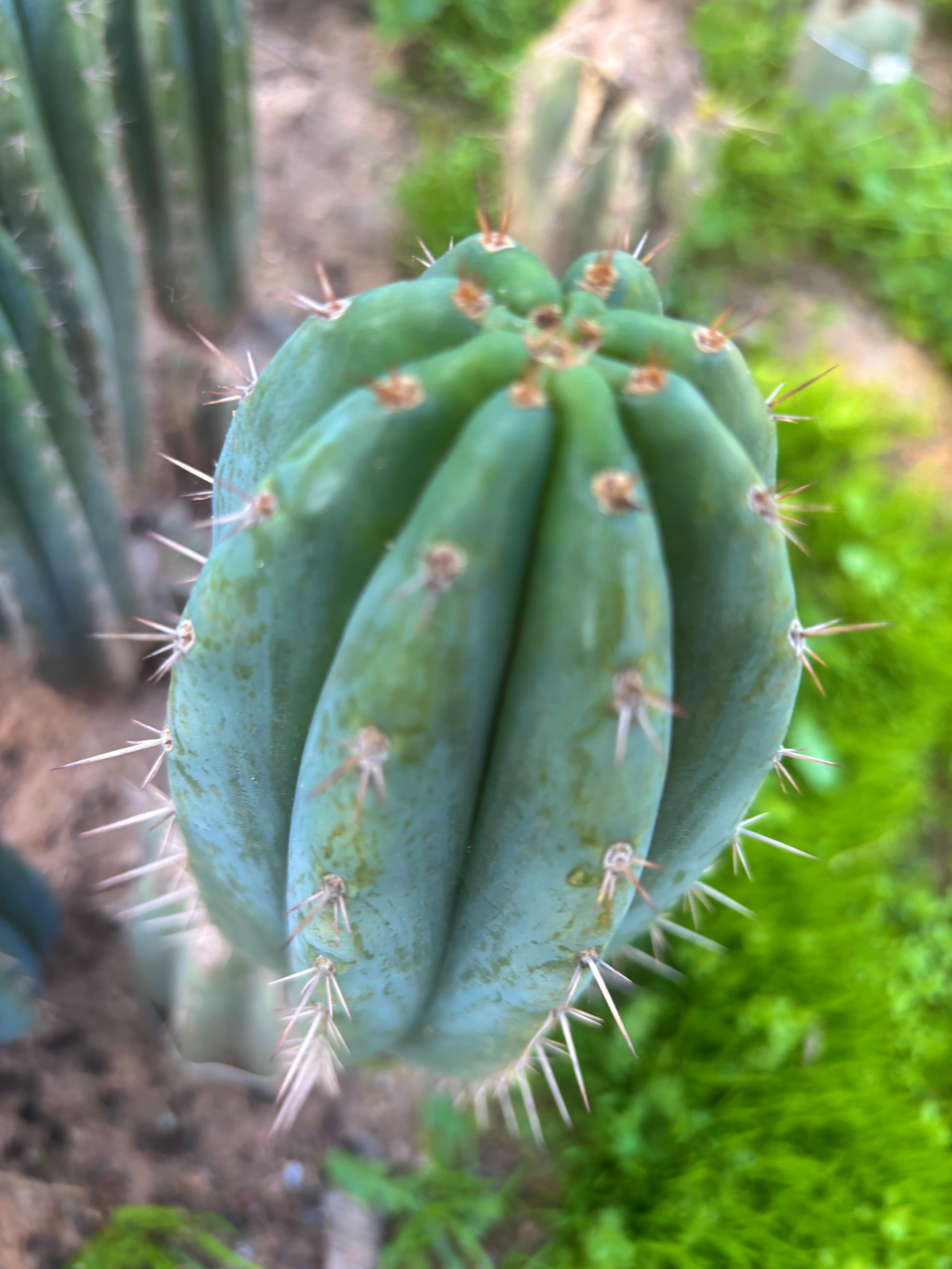 💎👑 Ferret — Another 9” Pup