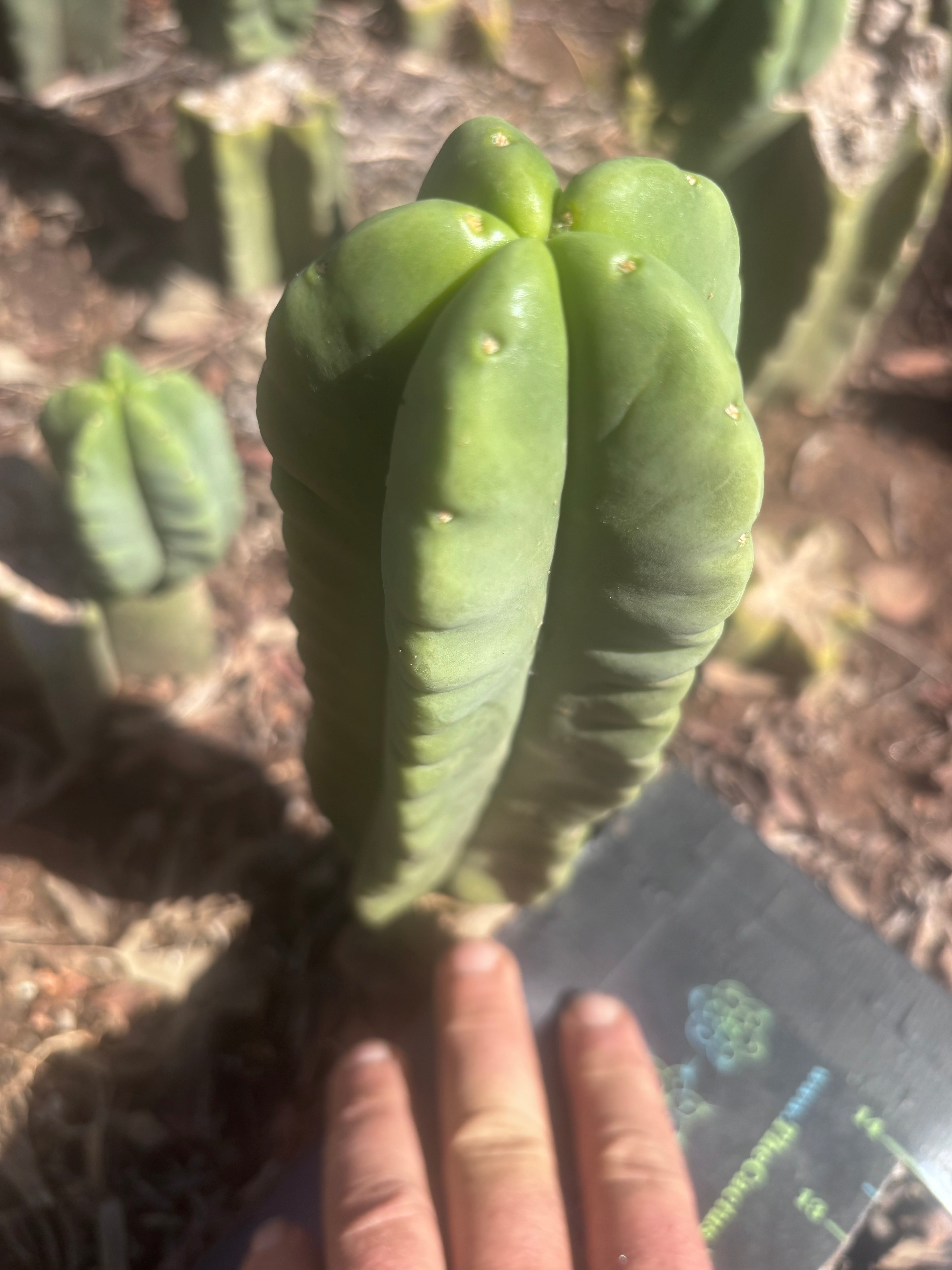 💎👑💎🌶️ Ferah — 8” Pup