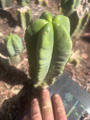 💎👑💎🌶️ Ferah — 8” Pup