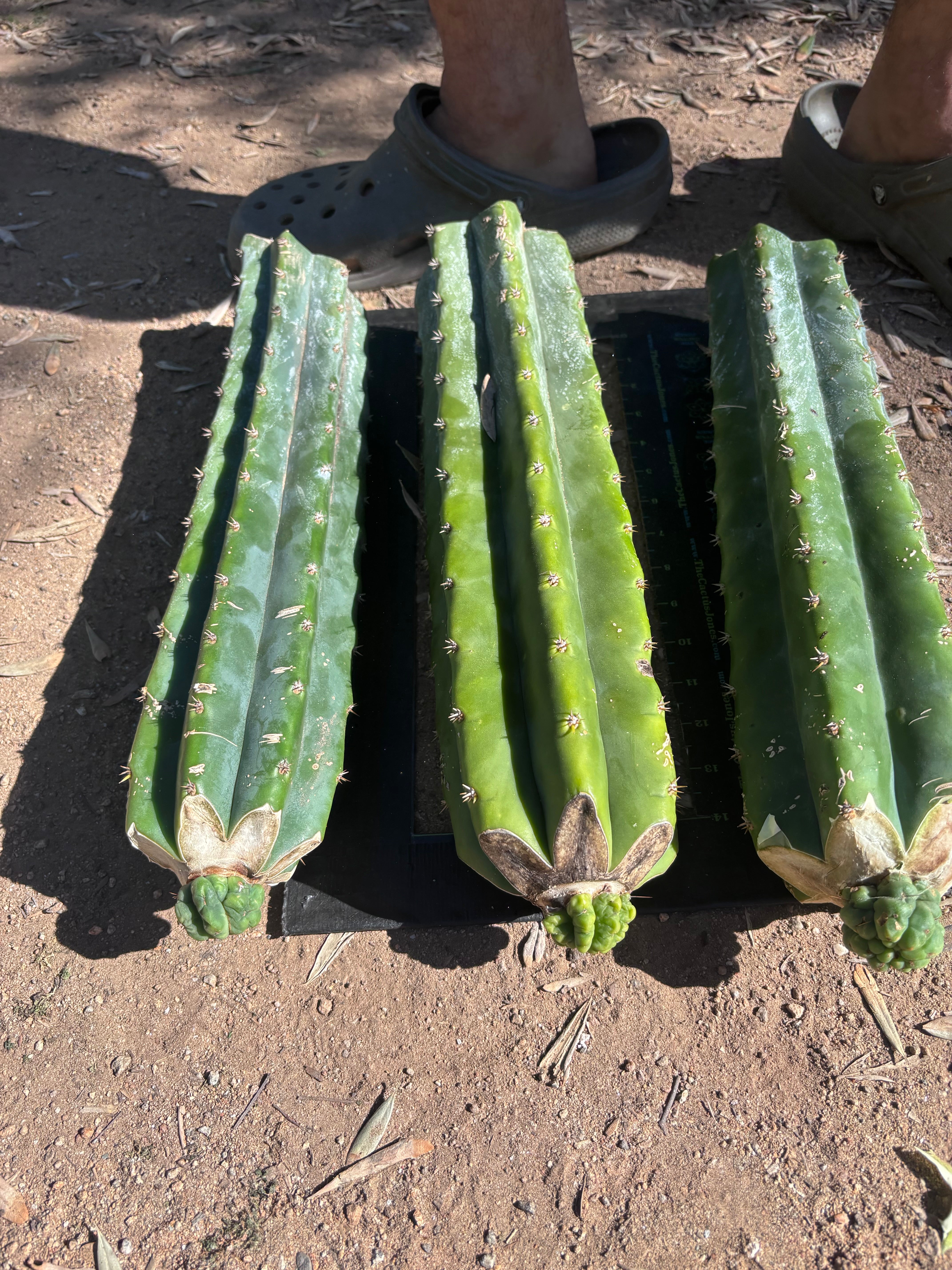 💎👑💎 Havran — Tip Graft on XL Magnum Stock (3 Available)