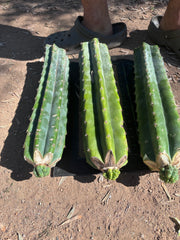 💎👑💎 Havran — Tip Graft on XL Magnum Stock (3 Available)