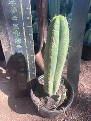 👑🌶️ Torres & Torres — 11” Rooted