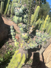 🦄 👑 M Stacker — Rooted Graft