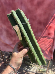 👑🌶️ Malo4 (F2)  — Fat XL 14” Mid