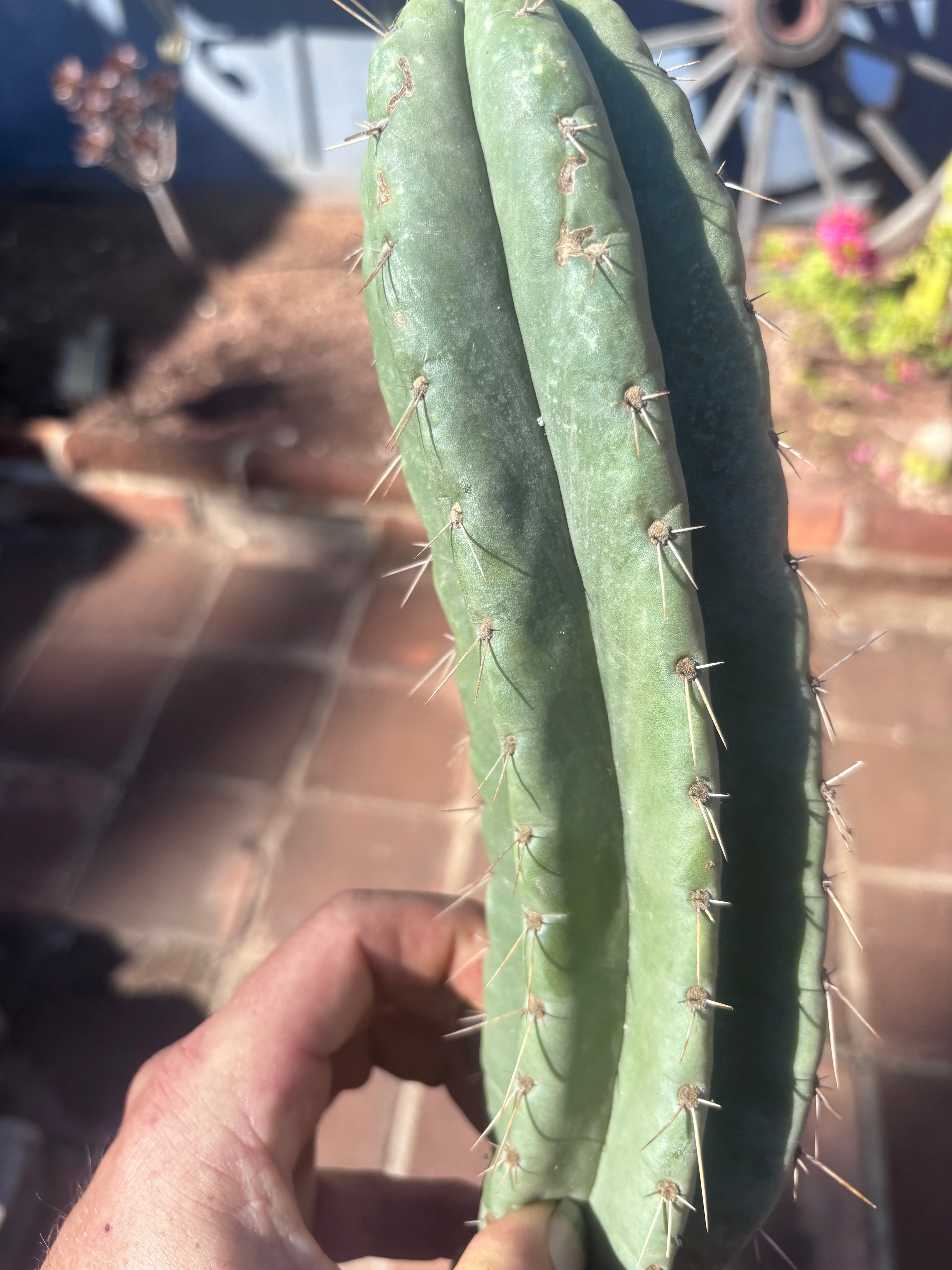 👑🌶️ Yowie — 10” Pup