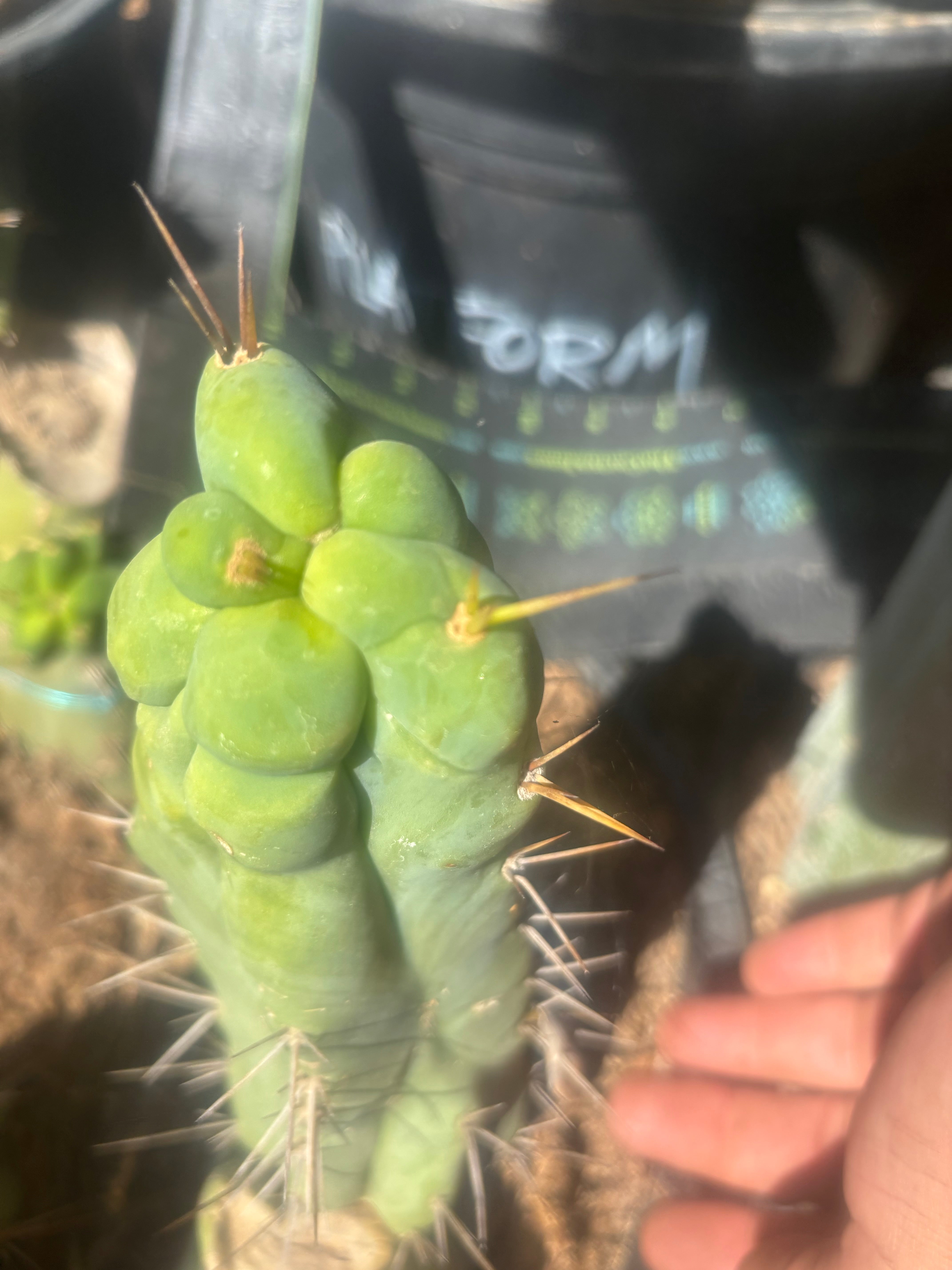 💎👑🌶️ Bruce — 8” Tip