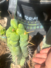 💎👑🌶️ Bruce — 8” Tip