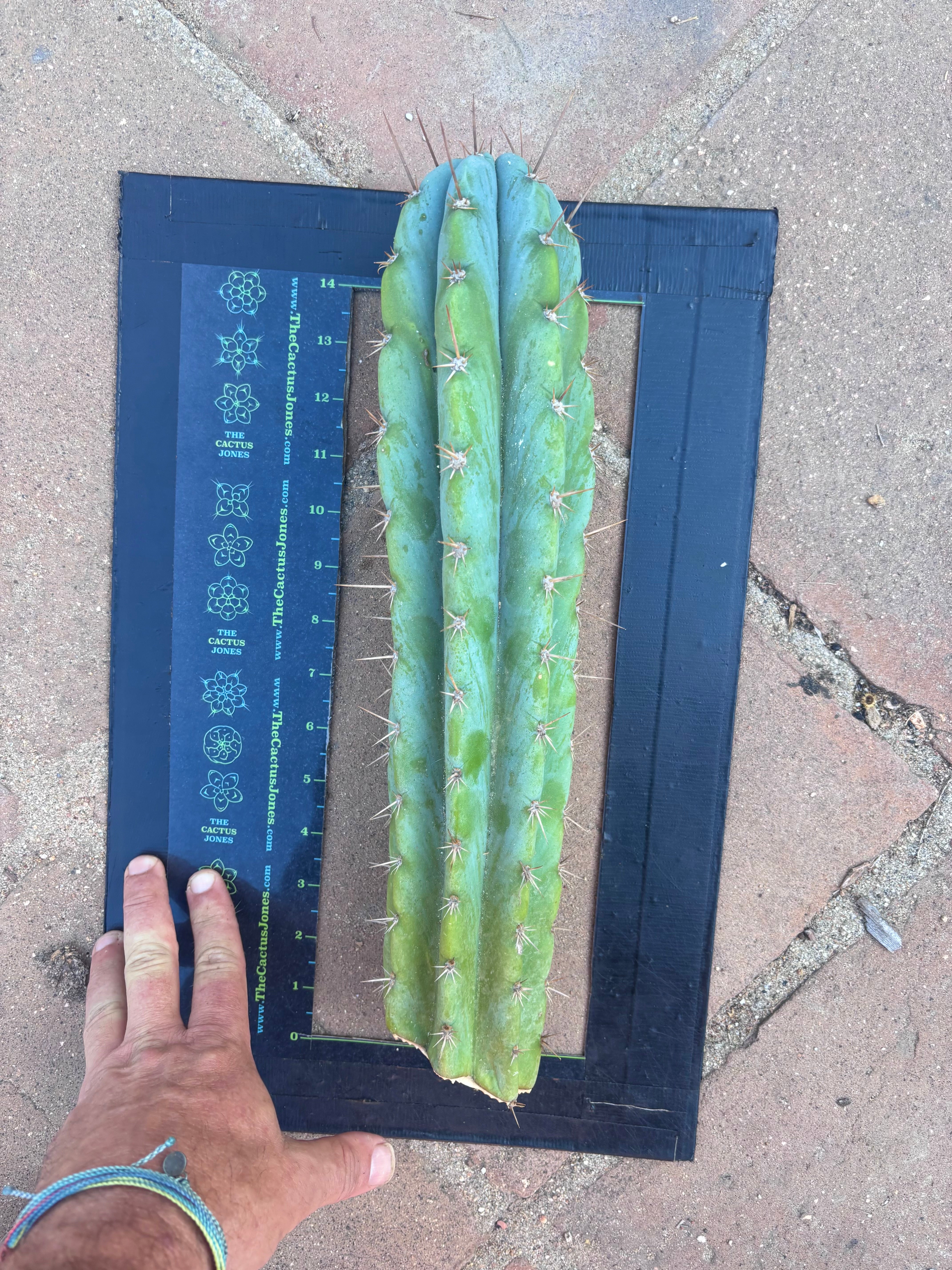 👑 Icaros — 14” Tip