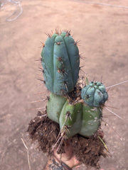 💎👑💎 Papa Smurf — *Hefty* Rooted Mid w/ Pups