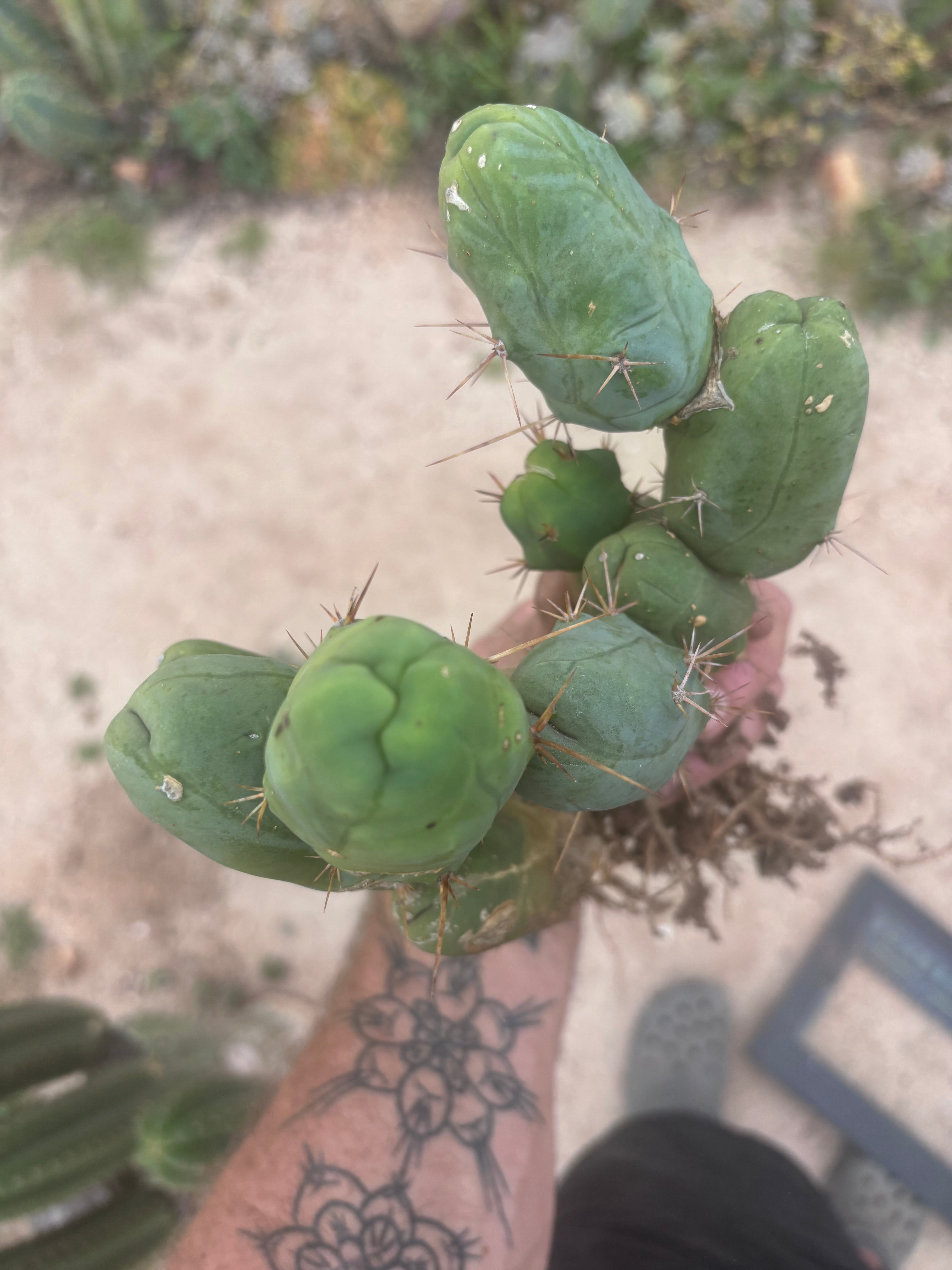 👑🌶️🌶️  TBM Clone B — XL Fully Rooted