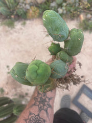 👑🌶️🌶️  TBM Clone B — XL Fully Rooted