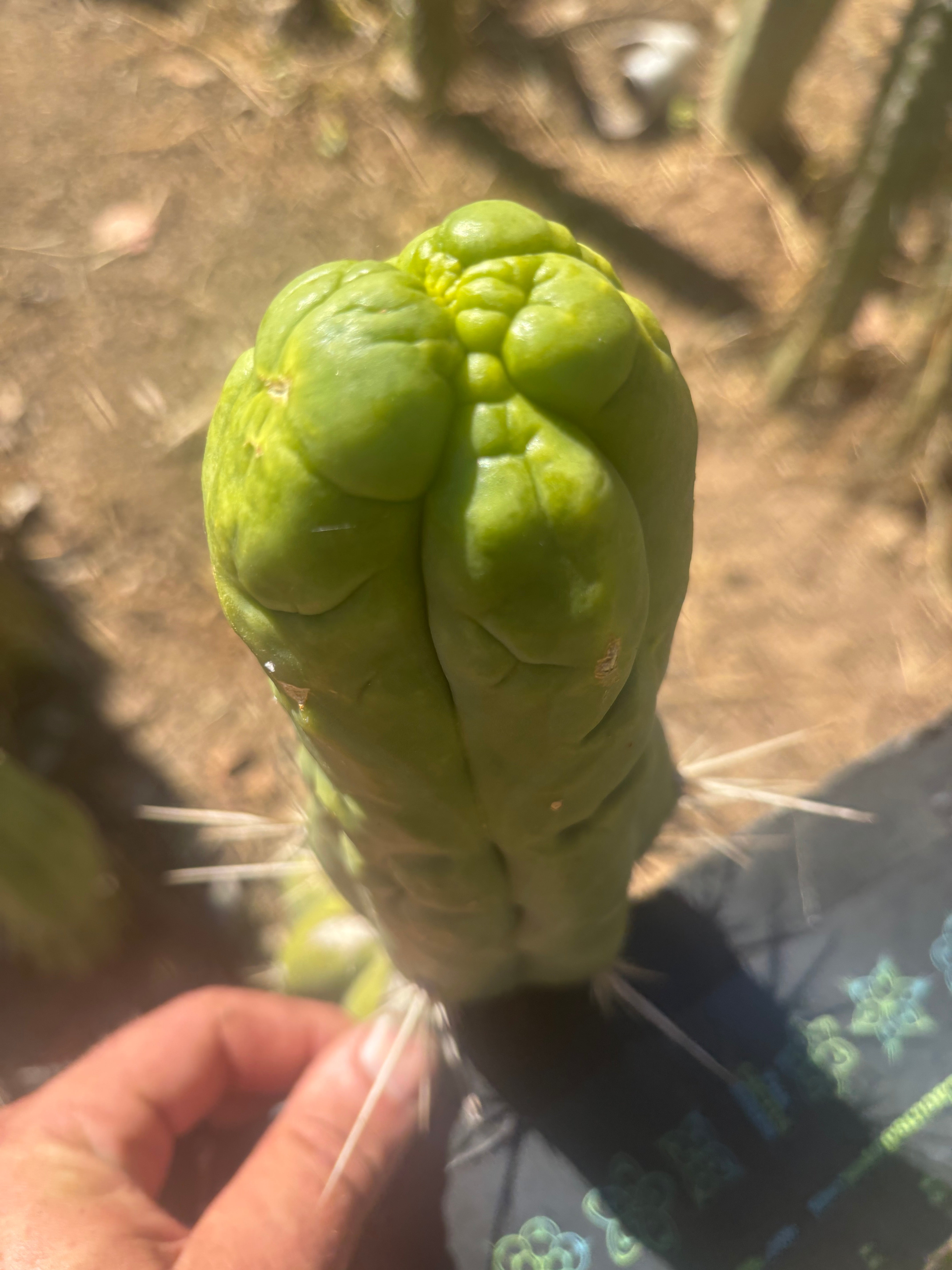 👑🐉 Bruce’s Dragon — Thick 6” Tip