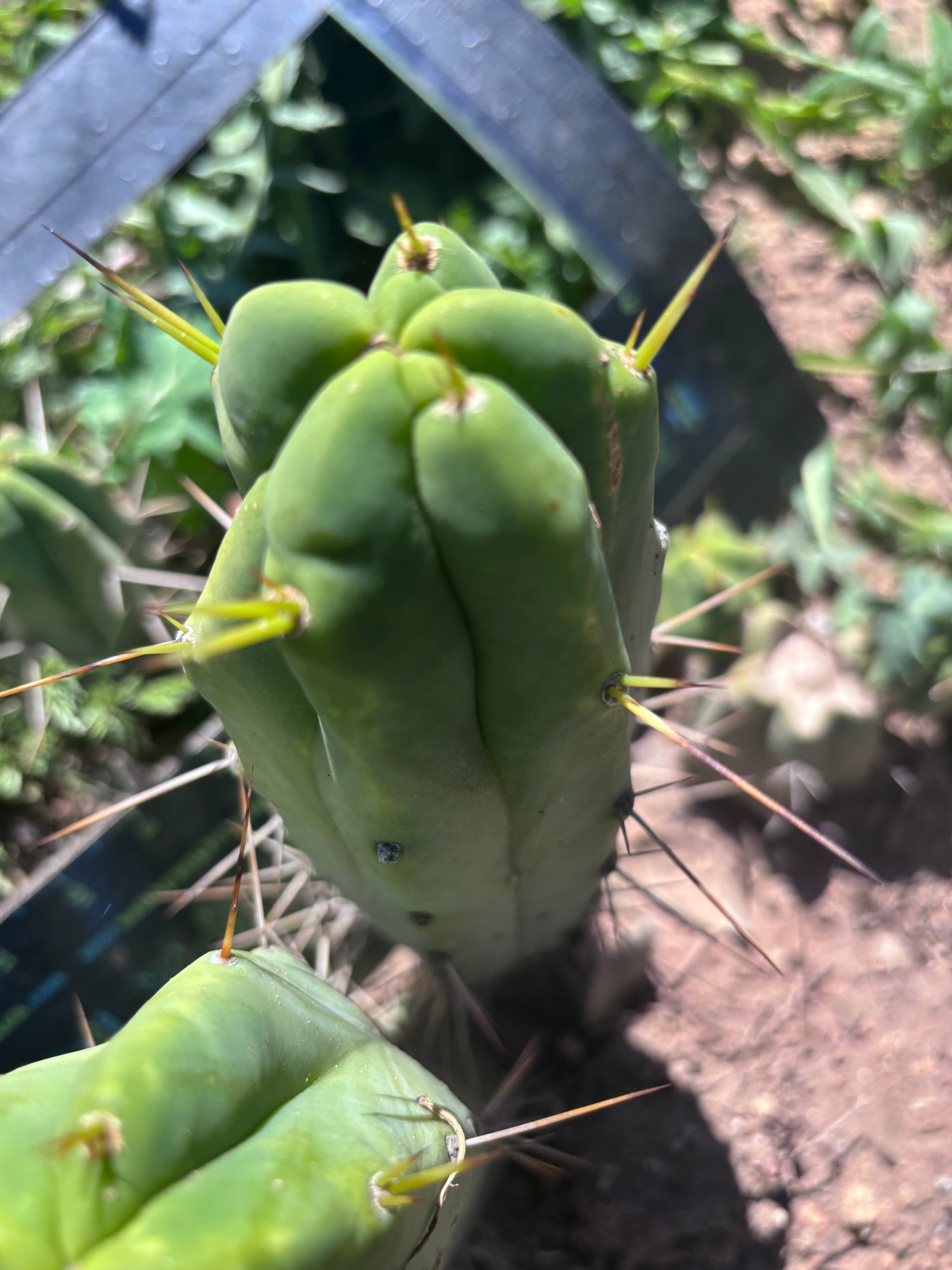 👑💎🌶️ Foolsbreath — 10” Pup