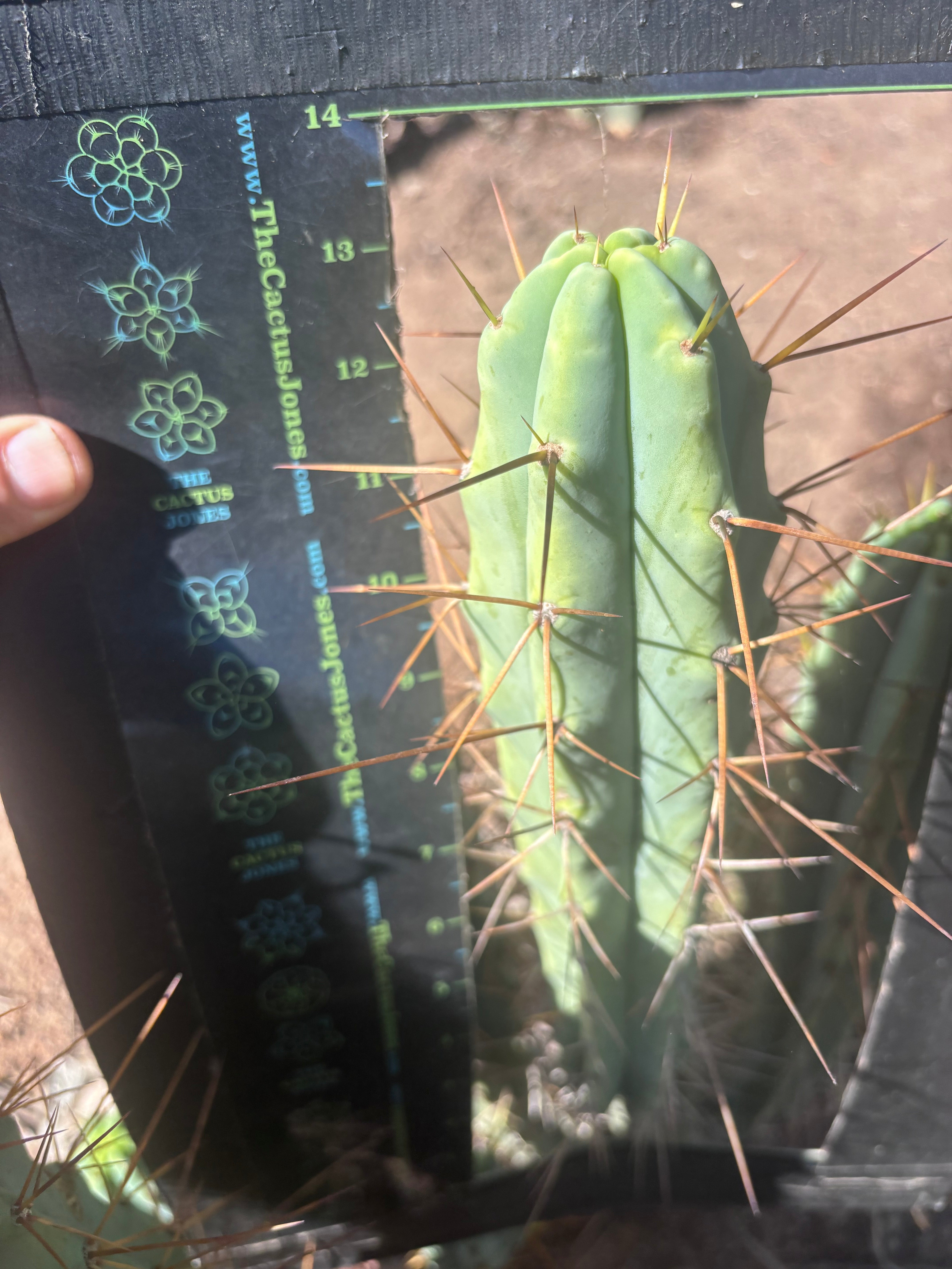 👑🌶️ Medicine Man — 13” Tip