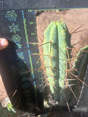 👑🌶️ Medicine Man — 13” Tip