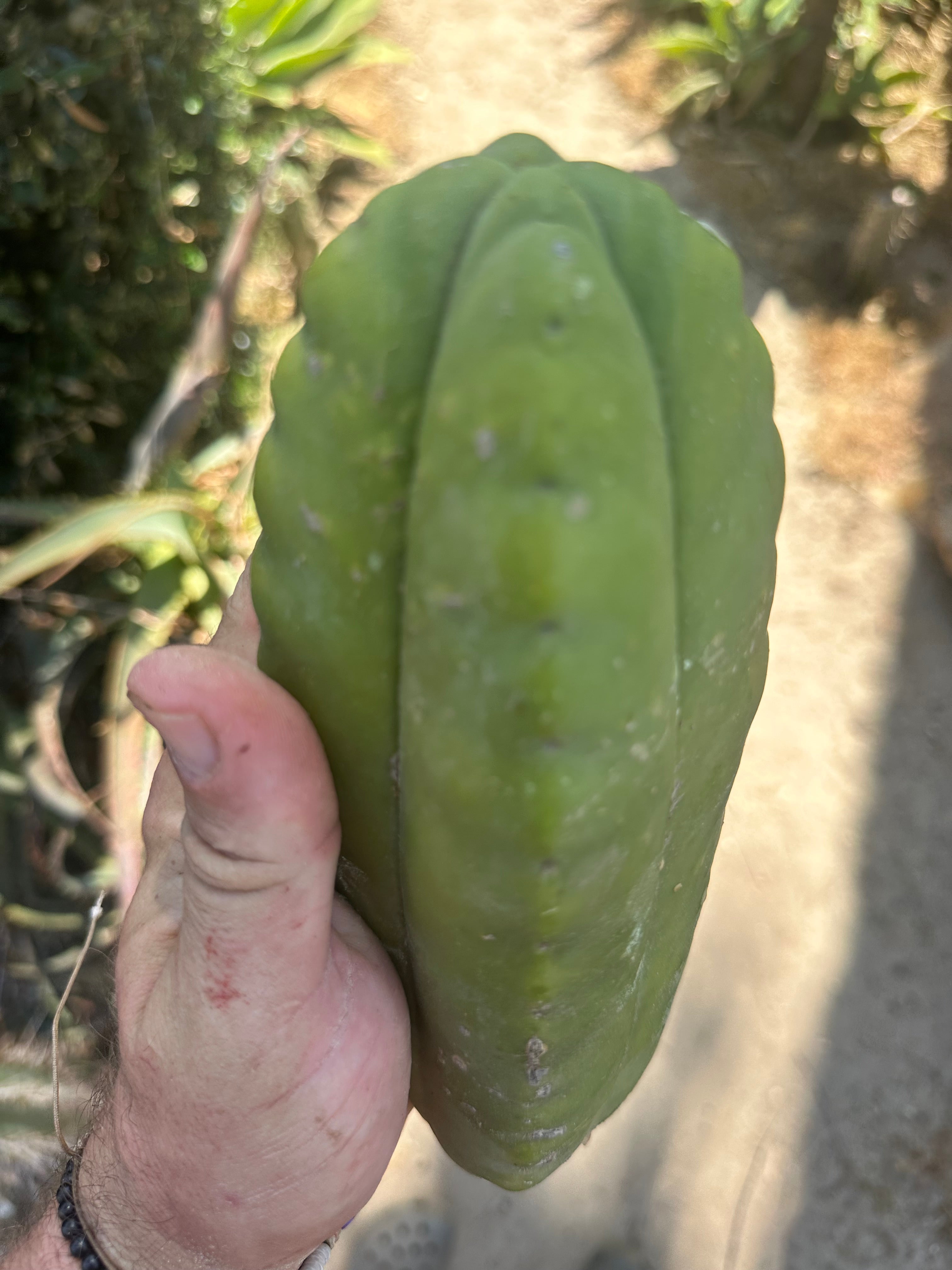 👑 Aussie Scop — 8” FourWang 💎