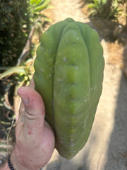 👑 Aussie Scop — 8” FourWang 💎