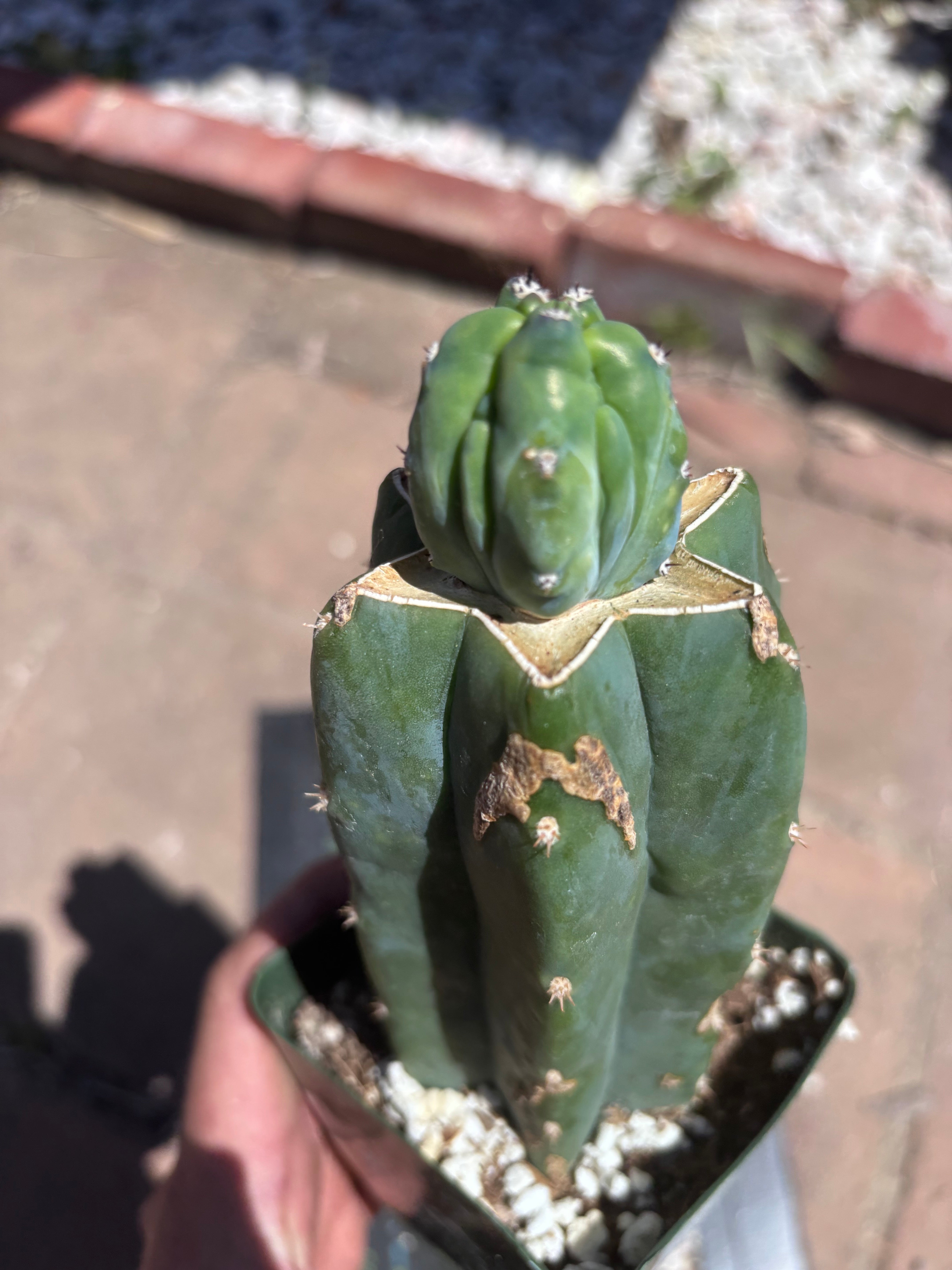 👑💎 Grecas Tip Graft — Rooted / Whole