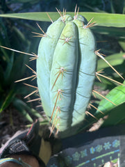 👑 Lotusland Huanu —  Chonky 10” Tip