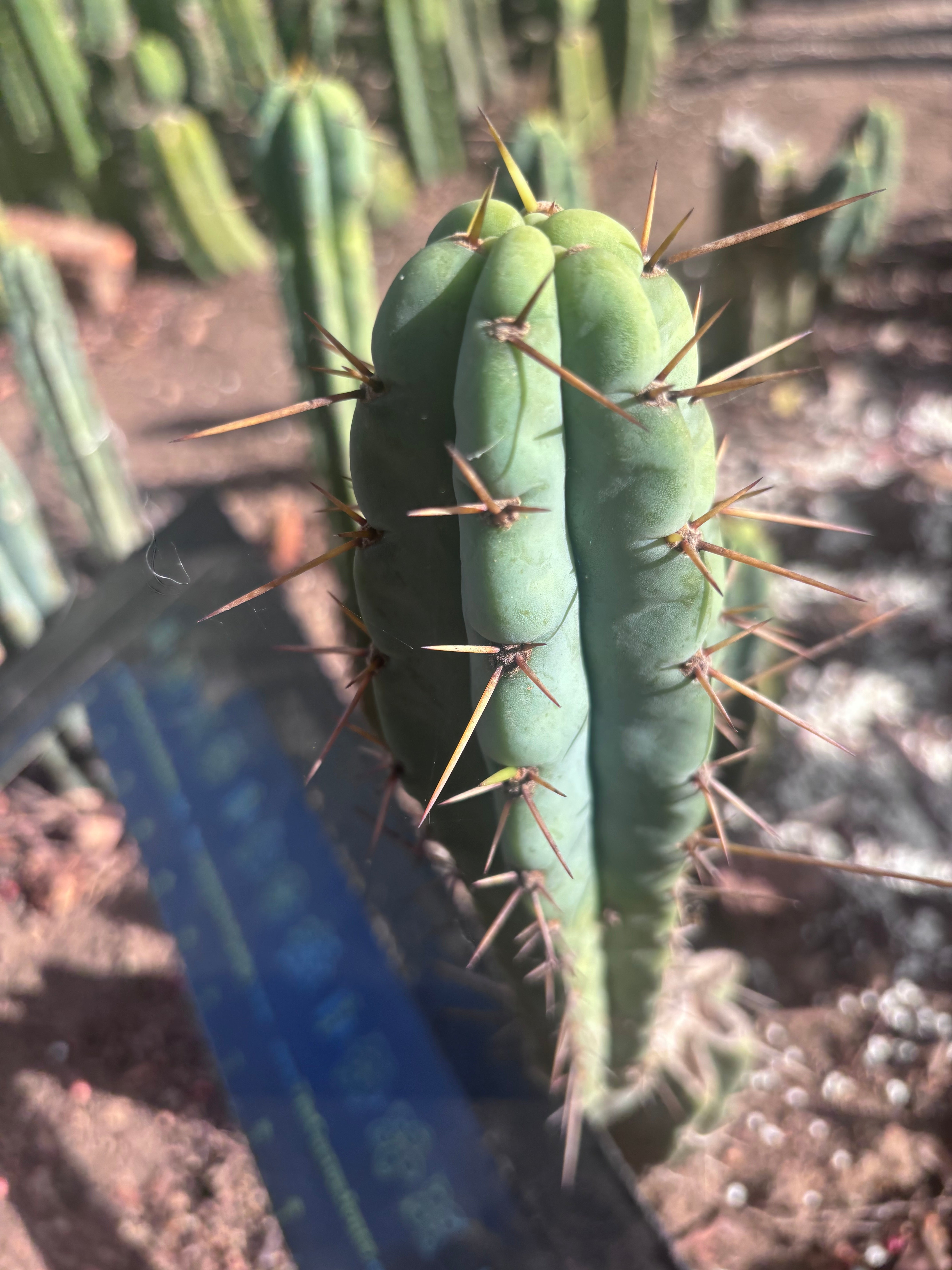 👑🌶️🌶️ Pala! — The Mid Week Pup