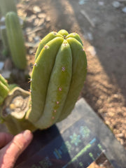 👑🌶️🌶️ Another Drop, Another Ogun