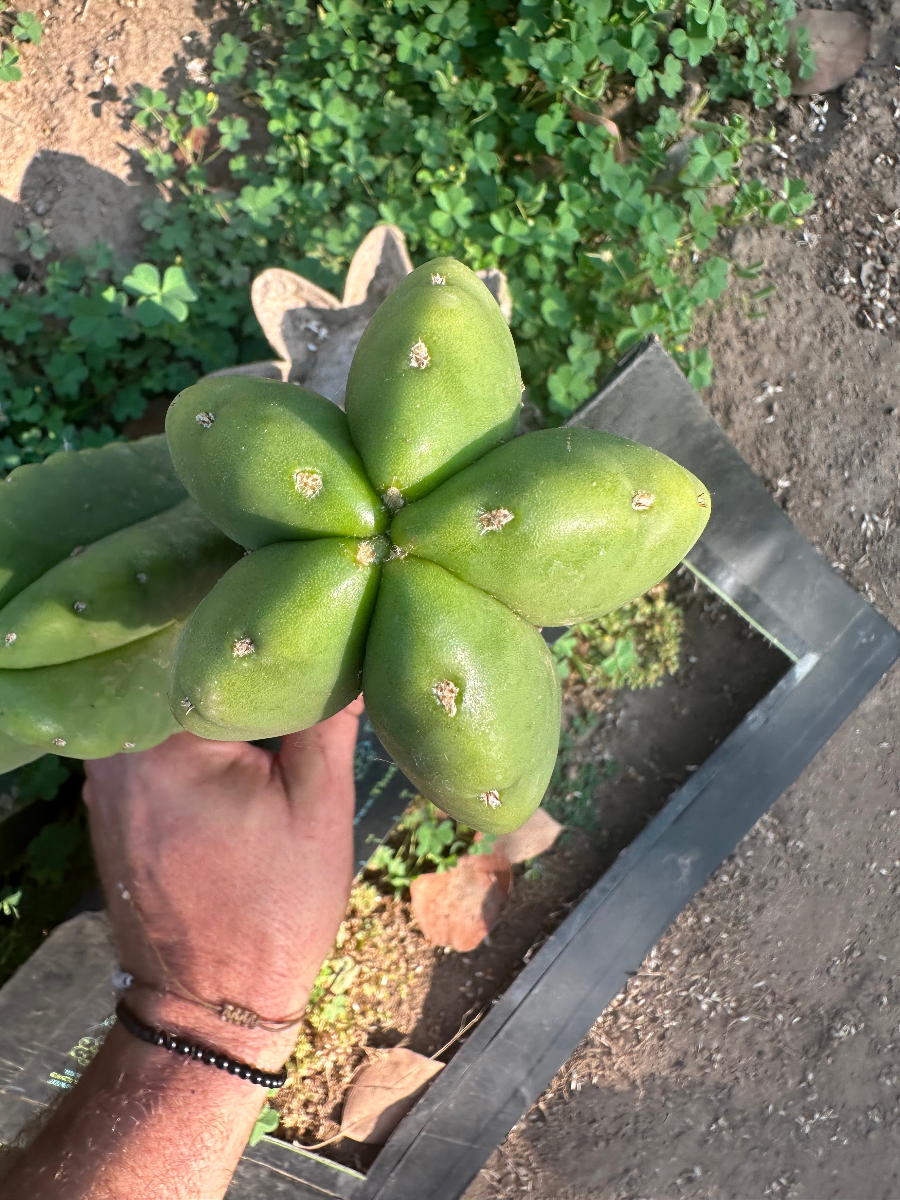 👑  Aussie Scop — Chubby 8” Pup