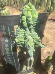 👑💎 Glorp — FAT XXL Graft