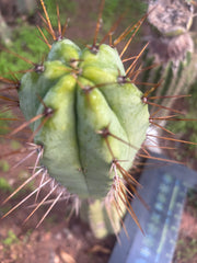 👑💎🌶️ CSD — 6.5” Tip