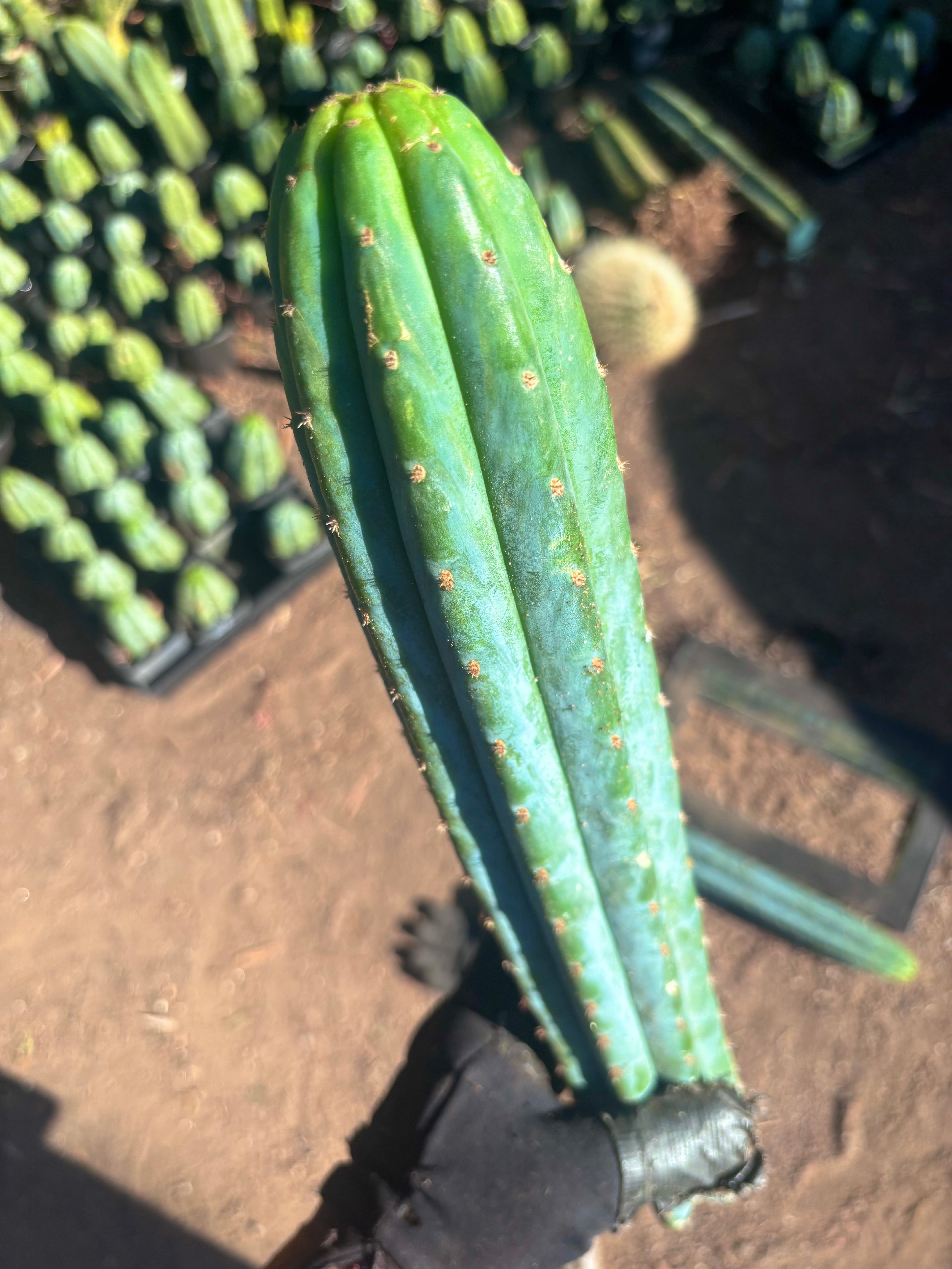 👑🌶️ Ventucky Blue — 16” Tips