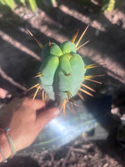 👑🌶️ Basement Shaman — 9” Tip