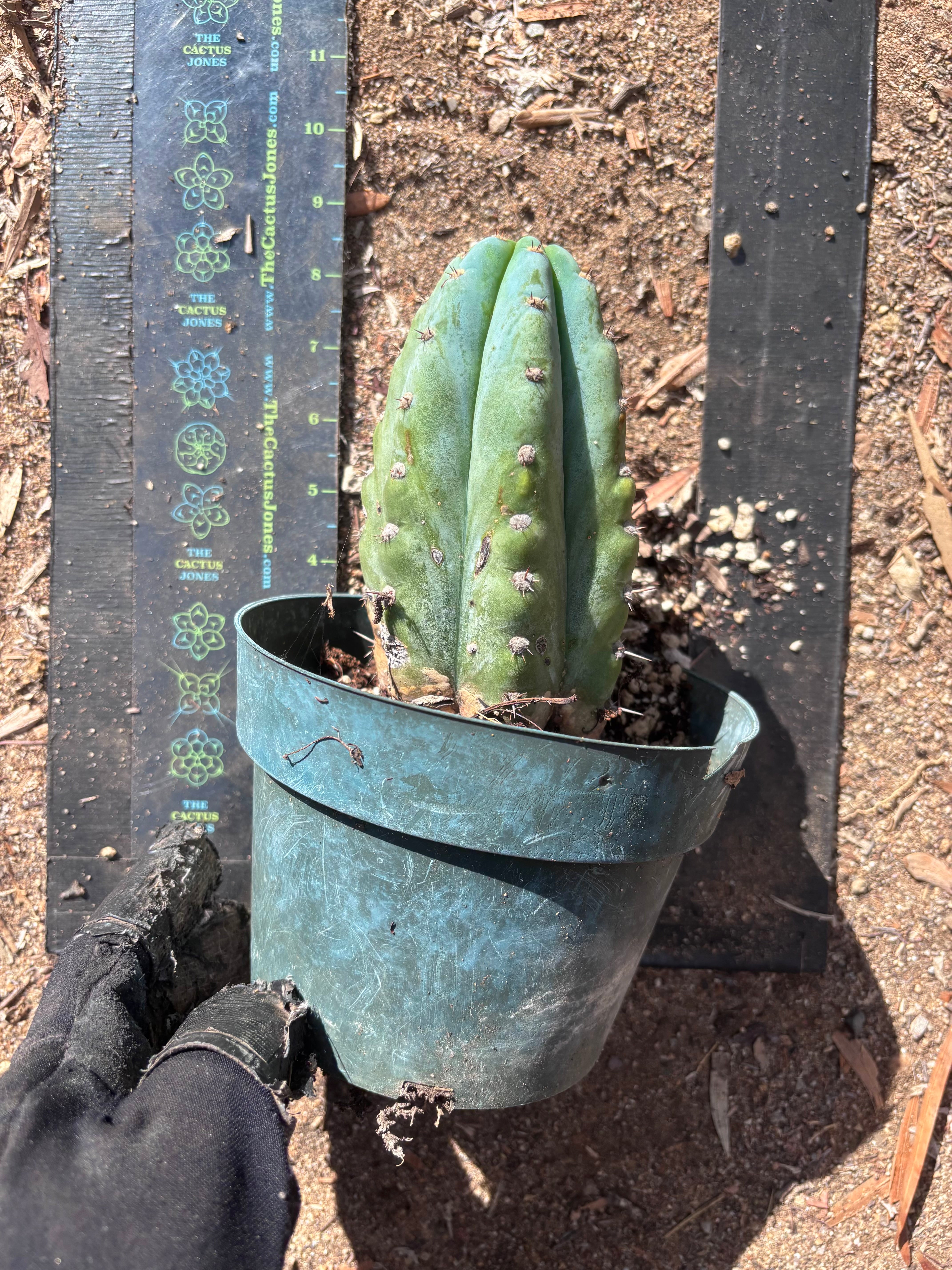 💎👑 Althea — Fully Rooted Chonk Tip