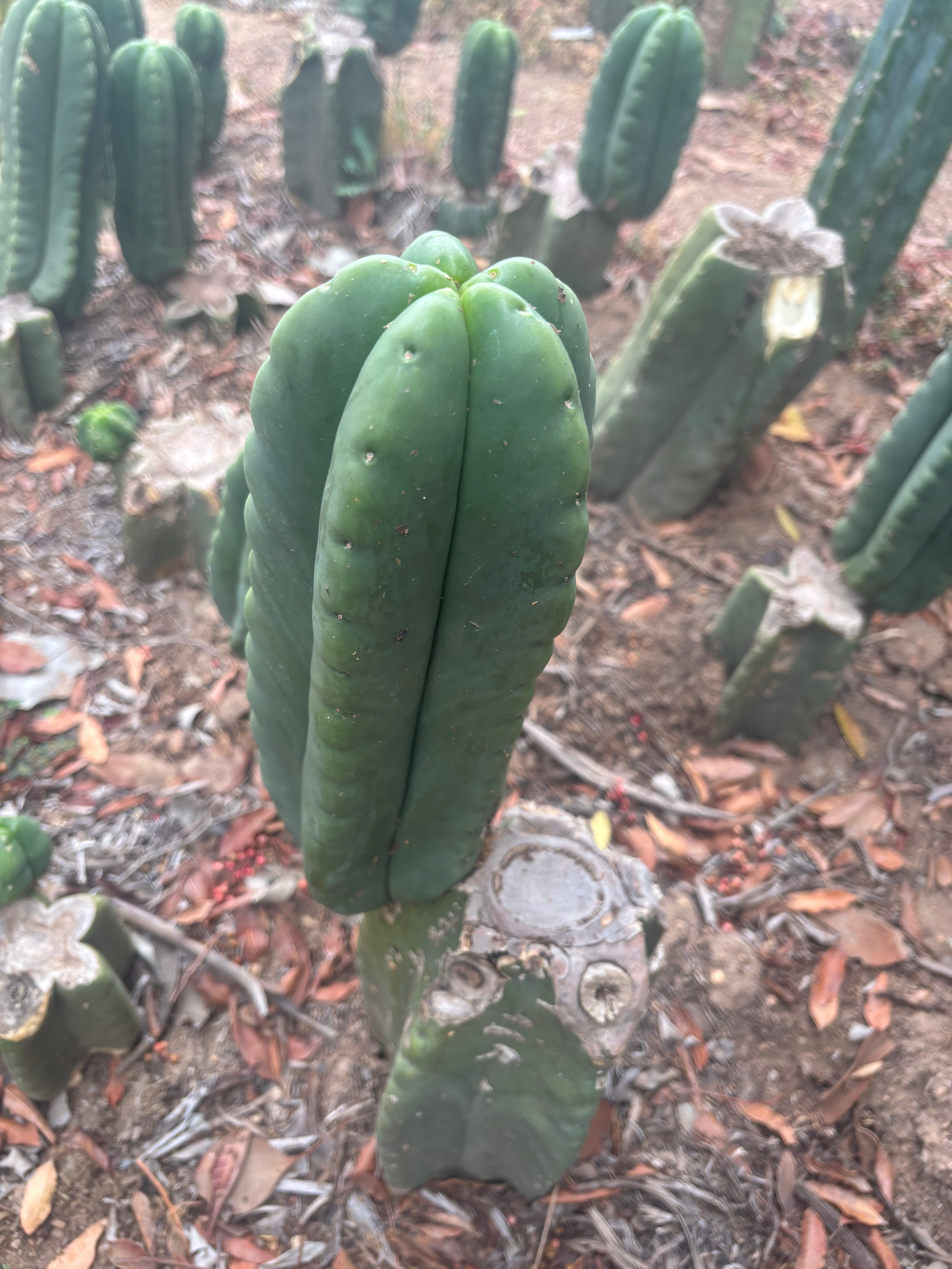 💎👑🌶️ Ferah — FAT 10” Pup
