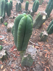 💎👑🌶️ Ferah — FAT 10” Pup