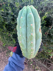 👑🌶️ Tom Juuls Giant — Chonky 10” Pup