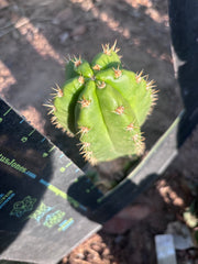 💎👑💎🌶️ CareBear — 6” Pup