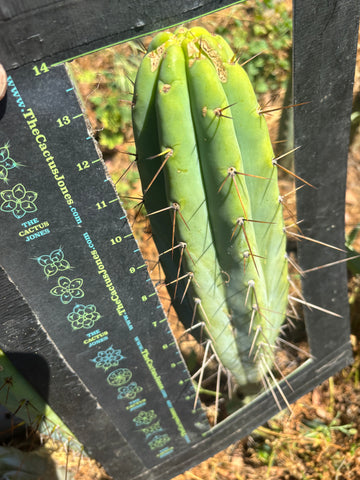 👑🌶️🌶️  Lumberjack — XL 14” Tip