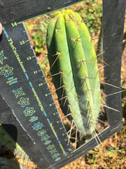 👑🌶️🌶️  Lumberjack — XL 14” Tip