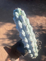 Stenocereus Beneckei — 10” Pup