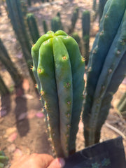 🌶️🌶️ NoidTwo — 10” Tip